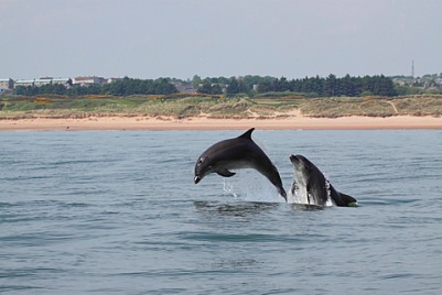 Common bottlenose dolphin (Tursiops truncatus): two adults breaching off Aberdeen beach. Aberdeen, Scotland, North Sea.