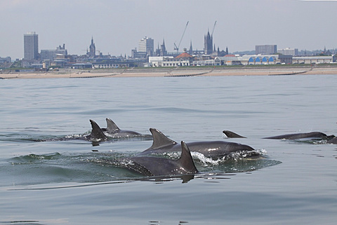 School of common bottlenose dolphins (Tursiops truncatus) travelling past the city of Aberdeen beach front. Aberdeen, Scotland, North Sea.